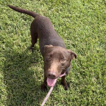 Rescue Chocolate Labrador Retriever and Australian Kelpie Dogs for Adoption in Beaumont, Texas - Brownie | PetCurious