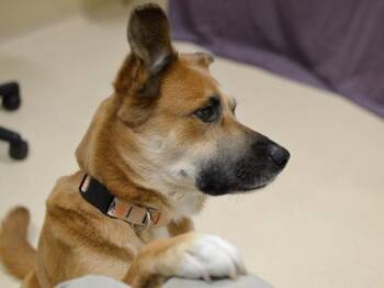 Kona -  Australian Cattle Dog Blue Heeler and Shepherd Dog for Adoption in Portland, Oregon - Kona | PetCurious