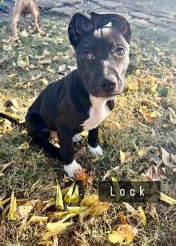 Rescue Mixed Breed Dogs for Adoption in Shorewood, Illinois - Lock | PetCurious