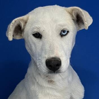 Mixed Breed Dogs Available for Adoption in Las Cruces, New Mexico - 106354 | PetCurious
