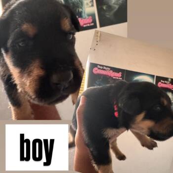 Red collar actually a girl -  Rottweiler and German Shepherd Dog Dog for Adoption in Phoenix, Arizona - Red Collar Actually A Girl | PetCurious