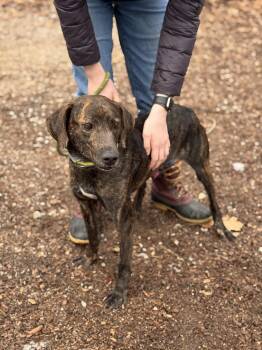 Plott Hound Dogs Available for Adoption - Tigger | PetCurious