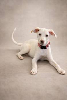 Terrier Dogs Available for Adoption - Tucklin | PetCurious