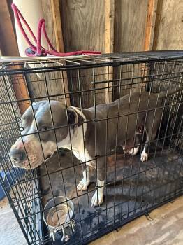 Rescue Pit Bull Terrier Dogs for Adoption in Elgin, Texas - Kiki | PetCurious