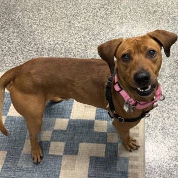 Redbone Coonhound Dogs Available for Adoption - Bubba | PetCurious