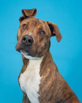 Sneezy -  Pit Bull Terrier Dog for Adoption in Florence, Oregon - Sneezy | PetCurious