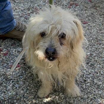 Fred Durst 0631 -  Terrier Dog for Adoption in Loxahatchee Groves, Florida - Fred Durst 0631 | PetCurious