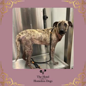 Rescue Shepherd and Mixed Breed Dogs for Adoption in Cumberland, Rhode Island - Wilma | PetCurious