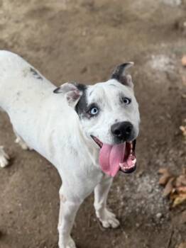 Pit Bull Terrier and Mixed Breed Dogs Available for Adoption - DAKOTA | PetCurious