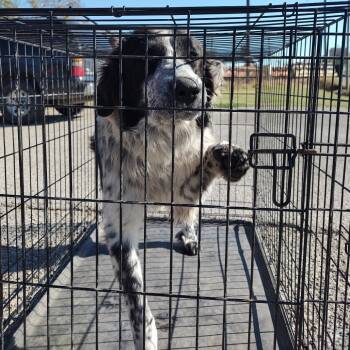Rescue Great Pyrenees and Australian Cattle Dog Blue Heeler Dogs for Adoption in Corsicana, Texas - Dexter | PetCurious