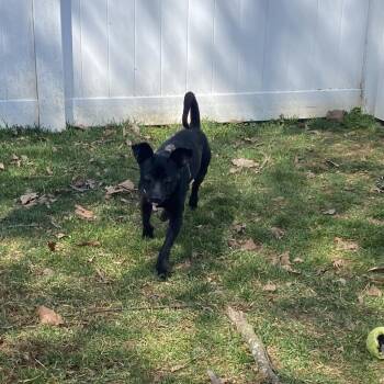 Sphinx -  Jack Russell Terrier Dog for Adoption in Harrisonburg, Virginia - Sphinx | PetCurious