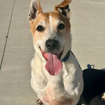 Rescue Mixed Breed Dogs for Adoption in Matteson, Illinois - Bennie | PetCurious