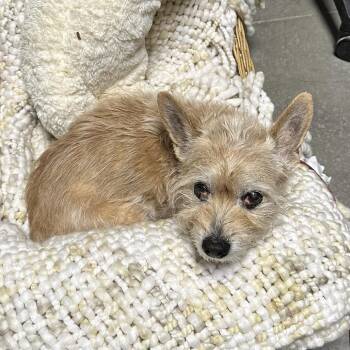 Mimi/Dolly -  Terrier Dog for Adoption in Palm Springs, California - Mimi/Dolly | PetCurious
