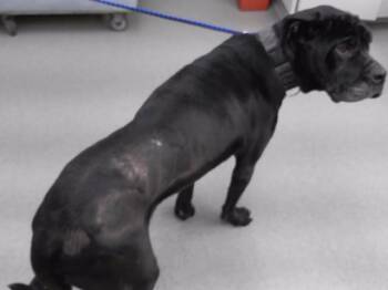 BUCKY -  Boxer and Mixed Breed Dog for Adoption in Omaha, Nebraska - BUCKY | PetCurious