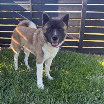 Hachi -  Akita Dog for Adoption in Springfield, Missouri - Hachi | PetCurious