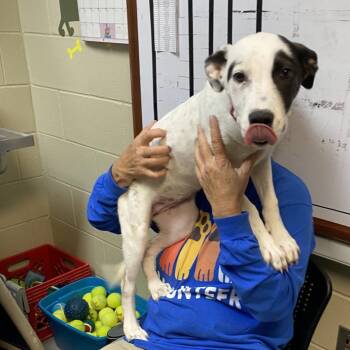 Mixed Breed Dogs Available for Adoption in Columbus, Georgia - Dottie 7529 | PetCurious