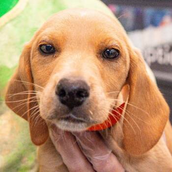 Mixed Breed Dogs Available for Adoption in Kennebunk, Maine - Dante *Avail By Appt* | PetCurious