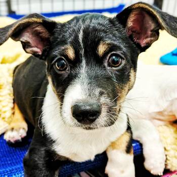Jordan -  Jack Russell Terrier and Beagle Dog for Adoption in Eustis, Florida - Jordan | PetCurious