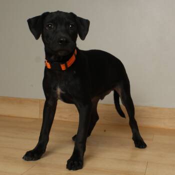 Rescue Terrier and Mixed Breed Dogs for Adoption in Minnetonka, Minnesota - Ghoul Gilbert D66751 | PetCurious