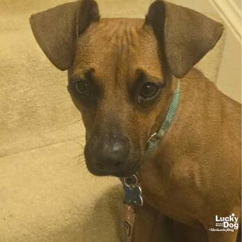 Francesca -  Miniature Pinscher Dog for Adoption in Washington, District Of Columbia - Francesca | PetCurious