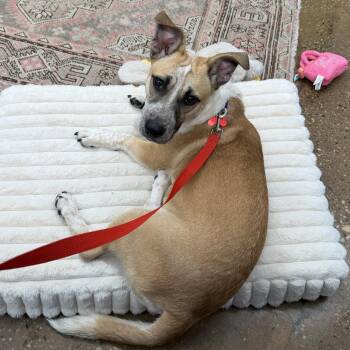 Pauline -  Labrador Retriever and Dachshund Dog for Adoption - Pauline | PetCurious