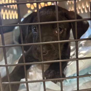 Smalls -  Mixed Breed Dog for Adoption in Winston-salem, North Carolina - Smalls | PetCurious