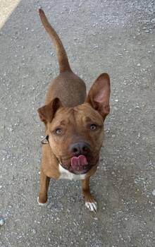 Pit Bull Terrier Dogs Available for Adoption in Evansville, Indiana - Zeytina | PetCurious