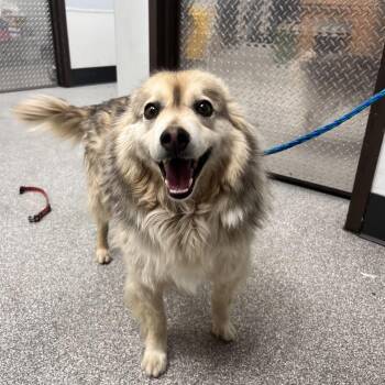 Shepherd and Mixed Breed Dogs Available for Adoption in Durango, Colorado - Jipsie | PetCurious