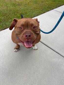 Theo -  Pit Bull Terrier Dog for Adoption in New Bern, North Carolina - Theo | PetCurious