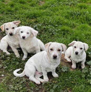 American Eskimo Dog Dogs Available for Adoption - Monica | PetCurious