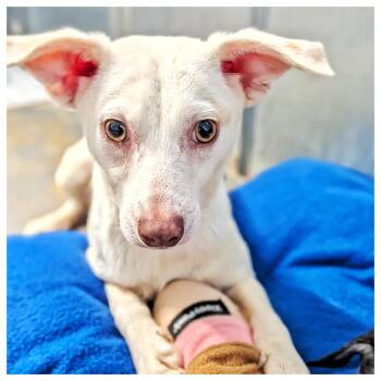 Chihuahua Dogs Available for Adoption in Eustis, Florida - Snowball | PetCurious