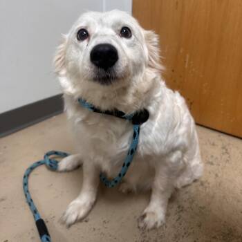 Marnie -  Collie and Australian Shepherd Dog for Adoption in Canton, Illinois - Marnie | PetCurious