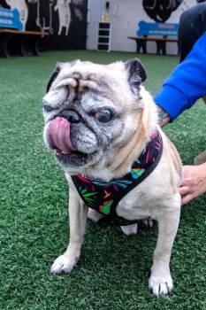 Mykey -  Pug Dog for Adoption in Gardena, California - Mykey | PetCurious