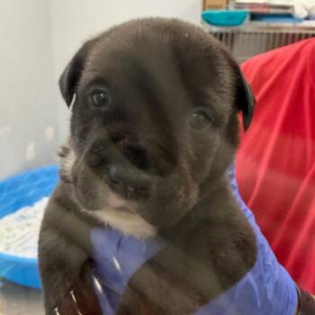 TX4168 Gabby -  Terrier and Mixed Breed Dog for Adoption in Port Washington, New York - TX4168 Gabby | PetCurious
