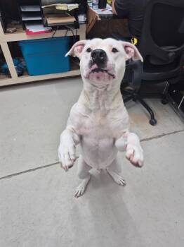 Rescue Pit Bull Terrier and Hound Dogs for Adoption in Findlay, Ohio - Sebastian | PetCurious