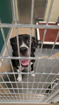 THUMBELINA -  Pit Bull Terrier and Mixed Breed Dog for Adoption in Texas City, Texas - THUMBELINA | PetCurious