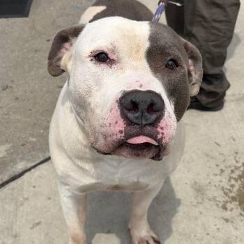 George -  Pit Bull Terrier Dog for Adoption in Newark, New Jersey - George | PetCurious