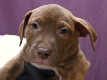 Pit Bull Terrier and Labrador Retriever Dogs Available for Adoption in Portland, Oregon - Airedale | PetCurious