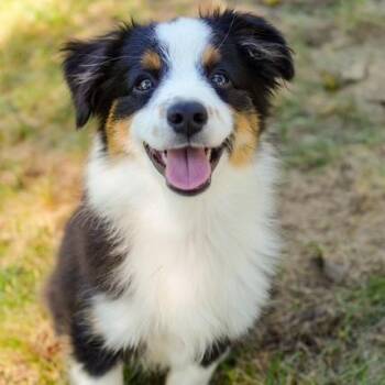 Sorren -  Australian Shepherd Dog for Adoption in Cincinnati, Ohio - Sorren | PetCurious