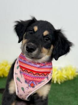 Hovawart and Labrador Retriever Dogs Available for Adoption in Carlsbad, California - Gia | PetCurious