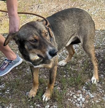 Rescue Mixed Breed Dogs for Adoption in Bruce, Mississippi - Ringo | PetCurious