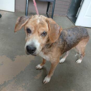 26-065 -  Beagle Dog for Adoption in Carrollton, Ohio - 26-065 | PetCurious