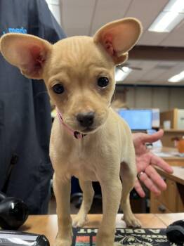 Ben -  Chihuahua Dog for Adoption in Novato, California - Ben | PetCurious