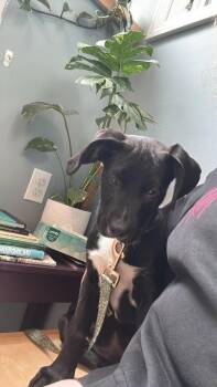Diesel - Private adoption -  Pit Bull Terrier and Black Labrador Retriever Dog for Adoption in St. Stephen, New Brunswick - Diesel - Private Adoption | PetCurious
