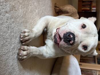 Rescue American Bully Dogs for Adoption in Claremont, California - Muncy | PetCurious