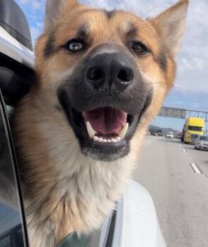 German Shepherd Dog Dogs Available for Adoption in Naperville, Illinois - Nate | PetCurious