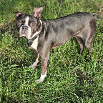 Boston Terrier Dogs Available for Adoption in Shiloh, Illinois - Mocha So.il | PetCurious