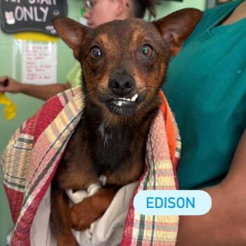 Chihuahua and Terrier Dogs Available for Adoption in Tampa, Florida - Edison | PetCurious