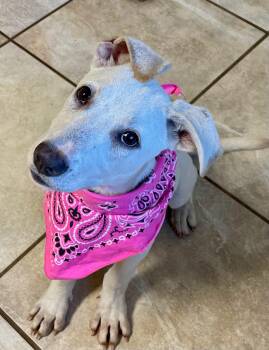 Jayla -  Mixed Breed Dog for Adoption in Lacon, Illinois - Jayla | PetCurious