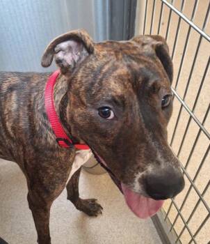 American Staffordshire Terrier and Hound Dogs Available for Adoption in Dublin, California - Mana | PetCurious